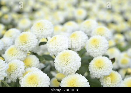 Fleuristes Daisy Taiwan Banque D'Images