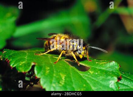 Guernesey. Faune. Insectes. Guêpe allemande. Banque D'Images