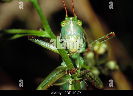 Guernesey. Faune. Insectes. Rendez-vous sur le site de Katydid Bush Cricket accroché à une tige d'herbe. Banque D'Images