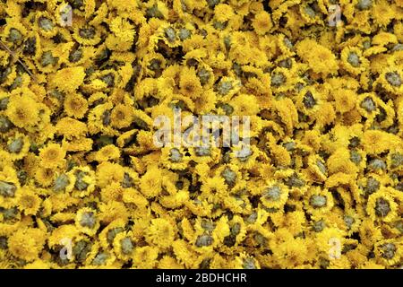 Fleuristes Daisy Taiwan Banque D'Images