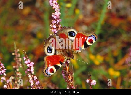 Guernesey. Faune. Insectes. Peacock Butterfly (Aglais io). Banque D'Images