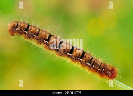 Guernesey. Faune. Insectes. Chêne Eggar caterpillar (Lasiocampa quercus). Banque D'Images