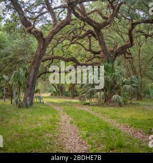 Traversez la forêt de Halpata Tastanaki Preserve. Chemin sous les chênes du Sud Live par palmier. Dunnellon, Floride. Comté de Marion. Banque D'Images
