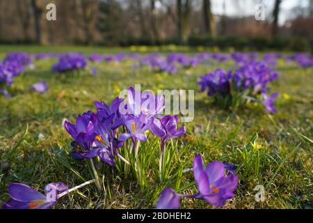 Crocuses violettes dans le jardin au printemps Banque D'Images