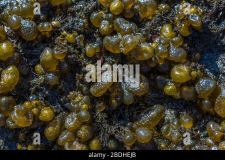 Chou-fleur de mer, Leathesia difformis, qui se développe parmi une autre algue, exposé à marée basse sur la plage du Rialto dans le Parc National Olympique, État de Washington, U. Banque D'Images