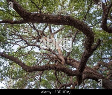 Branches d'arbres de Chêne du sud. Recherche dans l'arbre. Réserve de Halpata Tastanaki. Terrain public à Dunnellon, Floride. Comté de Marion. Banque D'Images