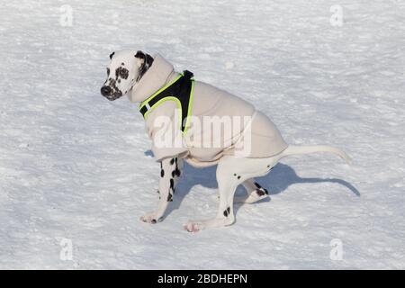 Le joli chiot dalmatien dans de beaux vêtements pour animaux de compagnie est debout dans le parc d'hiver. Animaux de compagnie. Chien de race. Banque D'Images