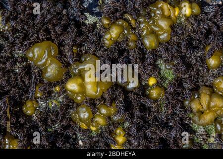 Chou-fleur de mer, Leathesia difformis, qui se développe parmi une autre algue, exposé à marée basse sur la plage du Rialto dans le Parc National Olympique, État de Washington, U. Banque D'Images