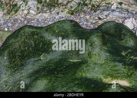 Herbe Kelp, Ulva intestinalis, une algue verte élevée dans la zone intertidale sur la plage du Rialto dans le Parc National Olympique, État de Washington, États-Unis Banque D'Images