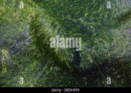 Herbe Kelp, Ulva intestinalis, une algue verte élevée dans la zone intertidale sur la plage du Rialto dans le Parc National Olympique, État de Washington, États-Unis Banque D'Images