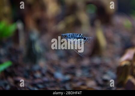 Blue Cosby Gourami, trichogaster trichopterus ou Opaline Gouramis. Magnifique poisson d'aquarium, dont le corps est tacheté en noir, nagez librement dans l'eau. Banque D'Images