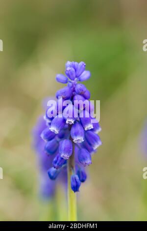 Muscari armeniacum, Grape jacinthe, jacinthe de raisin arménienne fleurit au début du printemps, Angleterre, Royaume-Uni Banque D'Images