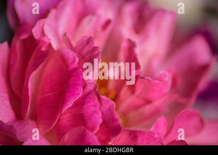 Magnifique arrière-plan de fleur rose. Peony gros plan. Texture pétale rose. Banque D'Images