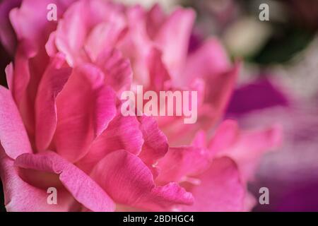 Magnifique arrière-plan de fleur rose. Peony gros plan. Texture pétale rose. Banque D'Images
