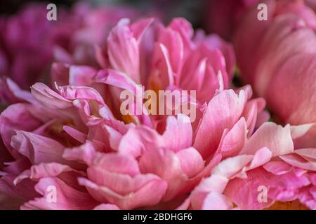 Magnifique arrière-plan de fleur rose. Peony gros plan. Texture pétale rose. Banque D'Images
