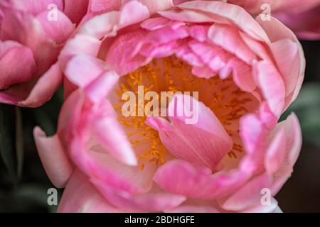 Magnifique arrière-plan de fleur rose. Peony gros plan. Texture pétale rose. Banque D'Images