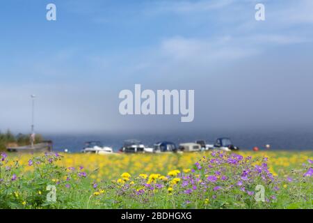 Fleurs d'été de ce côté, brouillard sur un ciel bleu vif. Petit port. Cranesbill et pissenlits. Banque D'Images