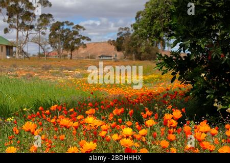Namaqualand Daisies ou Dimorphotheca sinuata aux couleurs vives disséminées dans le paysage de Bitterfontein, province du Cap Nord, Afrique du Sud Banque D'Images