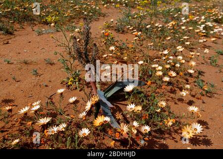 Namaqualand Daisies ou Dimorphotheca sinuata aux couleurs vives disséminées dans le paysage de Bitterfontein, province du Cap Nord, Afrique du Sud Banque D'Images