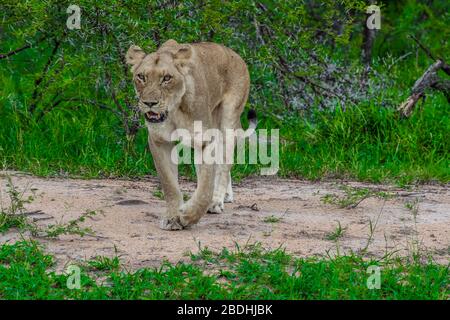 Portrait d'une lioness africaine dans l'impasse du bush lors d'un safari dans le parc Kruger Banque D'Images
