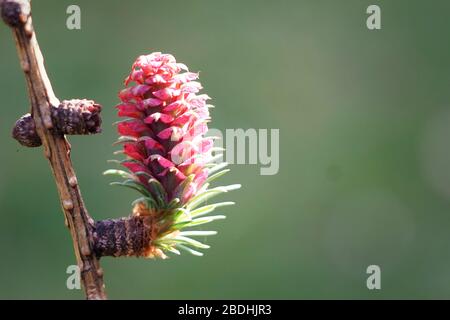 Mélèze - Larix decidua - gros plan des fleurs Banque D'Images