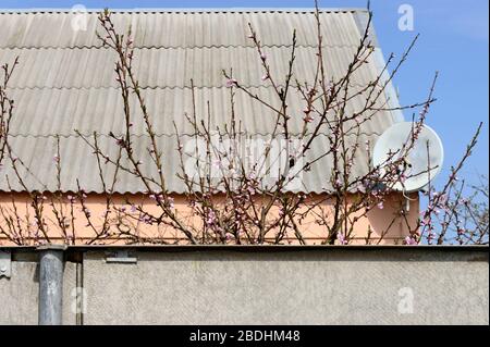 Début de la floraison de l'arbre de pêche dans l'arrière-cour avec des boutons de fleurs et quelques fleurs sur fond de toit de chalet. Banque D'Images