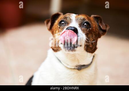 chien qui se colle à sa langue et pose pour la photographie Banque D'Images