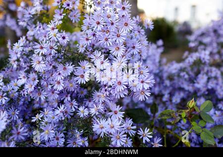 Fond floral et motif naturel avec des fleurs d'aster aromatiques violettes (symphyotrichum oblongifolium) qui fleuissent dans le parc Banque D'Images