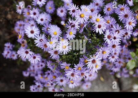 Fond floral et motif naturel avec des fleurs d'aster aromatiques violettes (symphyotrichum oblongifolium) qui fleuissent dans le parc Banque D'Images