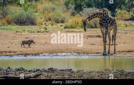 Girafe sud-africaine ou girafe du Cap (Giraffa Camelopardalis giraffa) eau potable dans le parc Kruger Banque D'Images