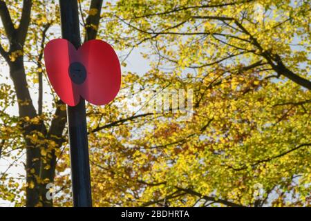WINDSOR, ANGLETERRE - NOVEMBRE 2018 : fleur de pavot en plastique montée sur un poteau de lampe à Windsor dans le cadre des arrangements du jour du Souvenir. Banque D'Images