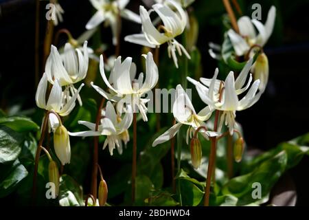 erythronium californicum beauté blanche, fleurs blanches, jardin boisé,ombragé,ombragé,bois,violet dent chien,printemps,fleurs,fleur,floraison,RM Flor Banque D'Images