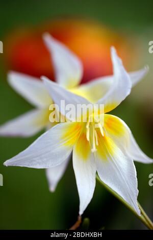 Erythronium multiscapideum, fleurs blanches, jaunes rincées, fleur, fleur de chien à fleurs, fleur, fleur, fleur, feuillage marmogé, RM Banque D'Images