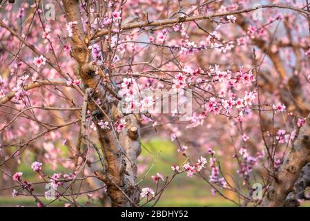 Des fleurs de pêche printanières dans un verger de fort Valley, comté de Peach, Géorgie. (ÉTATS-UNIS) Banque D'Images