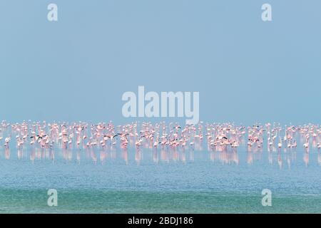 Oiseaux roses flamants au lac de sel de Sambhar au Rajasthan. Inde Banque D'Images