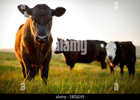 Portrait de trois vaches qui paissent dans un champ. Banque D'Images