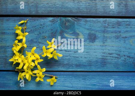 La forsythia jaune s'épanouir sur fond bleu en bois Banque D'Images