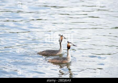 Deux grands Grebes, mâles et femelles, - Podiceps cristatus - faire leur mariage ou leur accouplement danser et montrer de l'affection dans l'étang aux Pays-Bas Banque D'Images