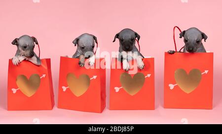 Panorama de quatre chiots américains de Terrier sans cheveux assis dans un sac en papier isolé contre le fond rose Banque D'Images