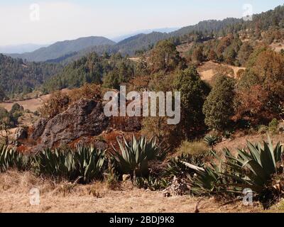 Agaves et pins dans les montagnes de la Sierra Madre de Oaxaca, au sud du Mexique Banque D'Images