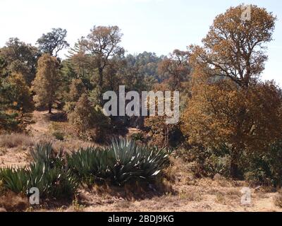 Agaves et pins dans les montagnes de la Sierra Madre de Oaxaca, au sud du Mexique Banque D'Images