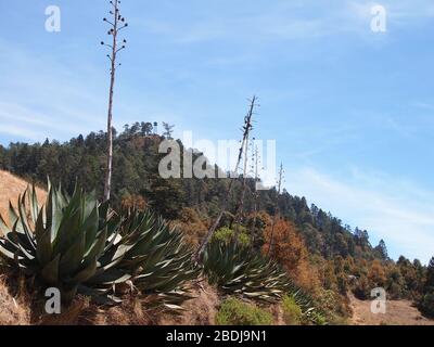 Agaves et pins dans les montagnes de la Sierra Madre de Oaxaca, au sud du Mexique Banque D'Images