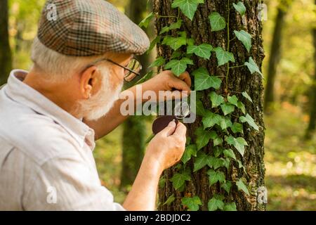 Explorez la nature. Retraité avec loupe pour explorer la forêt d'automne jour. Le botaniste examine les plantes. Ancien homme scientifique. Grand-père barbu en forêt. Curiosité à la botanique. Détective picky dans la forêt. Banque D'Images