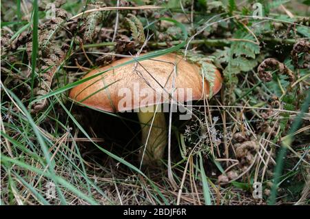graisseur de champignons comestibles, avec chapeau et pied poussant dans la forêt par une chaude journée, gros plan Banque D'Images