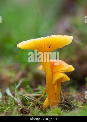 Gliophore jaune psittacinus, Parrot Waxcap Banque D'Images