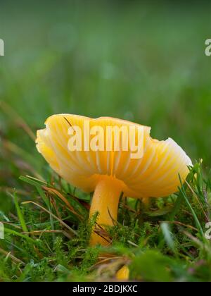 Gliophore jaune psittacinus, Parrot Waxcap Banque D'Images