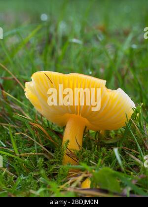 Gliophore jaune psittacinus, Parrot Waxcap Banque D'Images