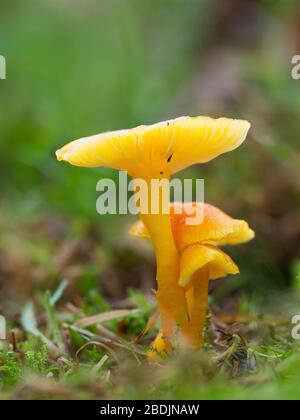 Gliophore jaune psittacinus, Parrot Waxcap Banque D'Images