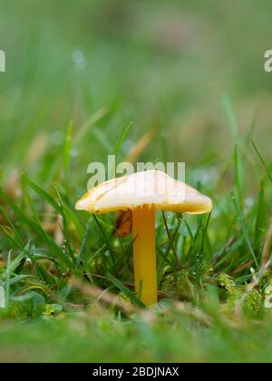 Gliophore jaune psittacinus, Parrot Waxcap Banque D'Images