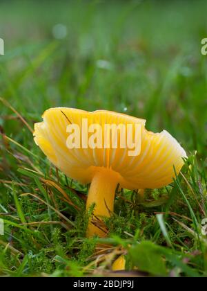 Gliophore jaune psittacinus, Parrot Waxcap Banque D'Images